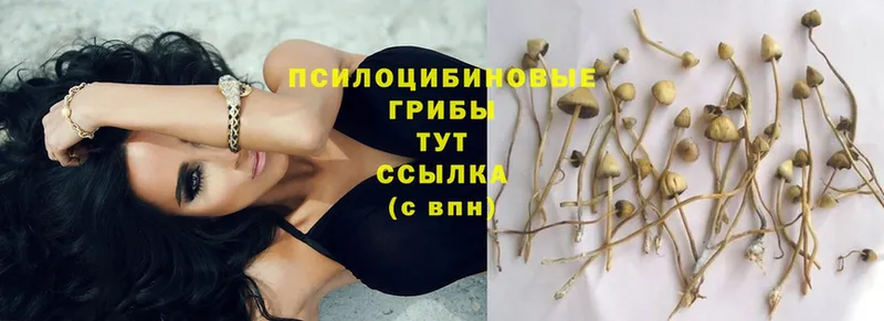 купить наркоту  МЕГА маркетплейс  Псилоцибиновые грибы Psilocybe  даркнет телеграм  Анжеро-Судженск 